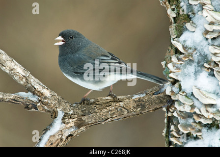 Slate-Colored o Dark-eyed Junco hyemalis canto maschio Nord America orientale Foto Stock