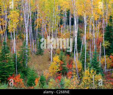 Misto conifere decidue Foresta di White Birch Mates Fir & Spruce alberi autunno nord Minnesota USA, di Gary A Nelson/Dembinsky Photo Assoc Foto Stock