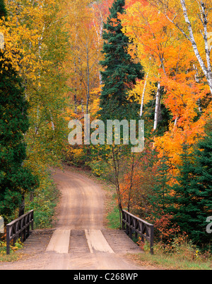 Strada di conifere Misto bosco di latifoglie di bianco aceri di betulle e abeti abeti autunno Superior Foresta Nazionale di Minnesota USA Foto Stock