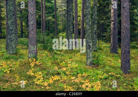 Pino rosso Pinus resinosa Foresta fine estate Minnesota USA, di Gary A Nelson/Dembinsky Photo Assoc Foto Stock