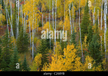 Misti di conifere in boschi di latifoglie di bianco Betulla Fir Aspens & abeti autunno Superior Foresta Nazionale di Minnesota USA Foto Stock