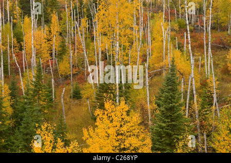 Misti di conifere in boschi di latifoglie di bianco Betulla Fir Aspens & abeti autunno Superior Foresta Nazionale di Minnesota USA Foto Stock