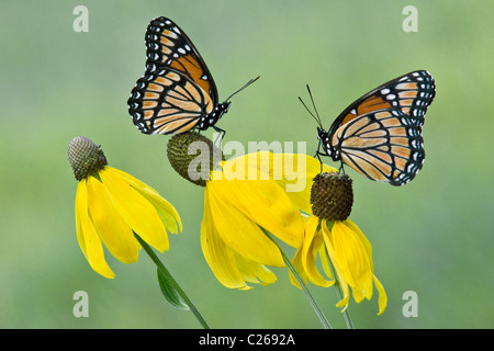Farfalla viceré (Limenitis archippus) alimentazione su fiori di Gray-Headed Coneflower (Ratibida pinnata), e USA, di Skip Moody/Dembinsky Photo Assoc Foto Stock
