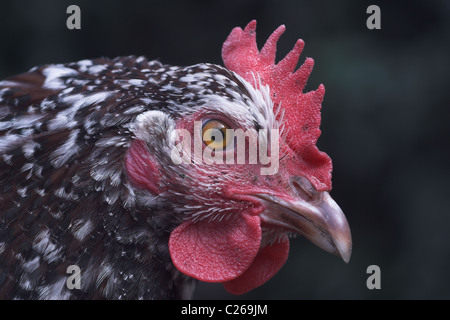 Close up screziato Sussex pollo Foto Stock