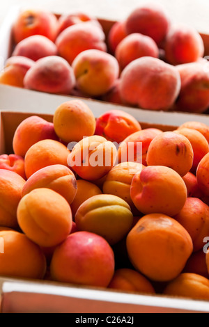 Fresche albicocche e pesche frutti per la vendita in un mercato degli agricoltori Foto Stock