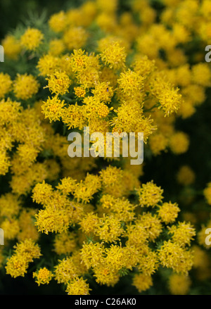 La storia di Riccioli d'oro Aster, Aster linosyris 'polvere d'Oro", Asteraceae. British, Europeo di fiori selvatici. Rare la Gran Bretagna. Syn. Linosyris vulgaris Foto Stock