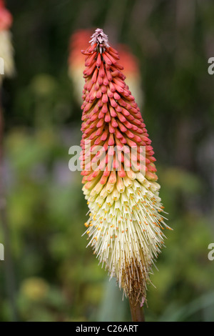 Torch Lily o Red Hot Poker, Kniphofia caulescens, Asphodelaceae, Sud Africa Foto Stock