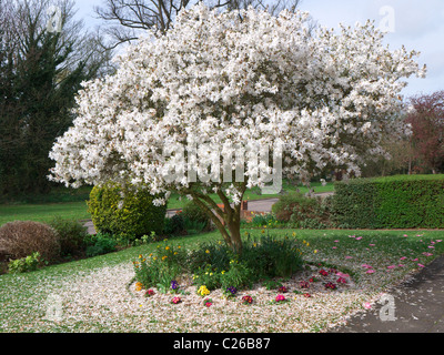 Un bel bianco fiore albero di magnolia circondata da un tappeto di petali caduti in inglese residenziale giardino frontale in primavera Foto Stock