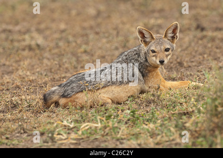 Foto di stock di un nero-backed jackal sulla savana del Serengeti. Foto Stock