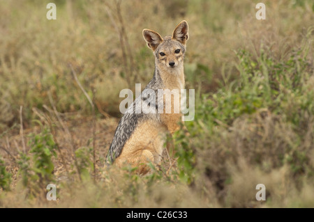 Foto di stock di un nero-backed jackal sulla savana del Serengeti. Foto Stock