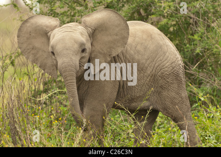 Foto di stock di un baby elephant nel bosco, con le sue grandi orecchie sul display. Foto Stock