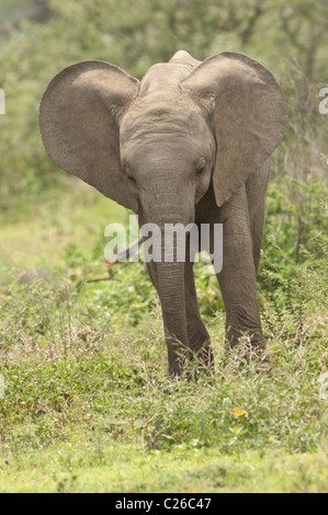 Foto di stock di un baby elephant nel bosco, con le sue grandi orecchie sul display. Foto Stock