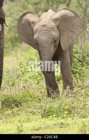 Foto di stock di un baby elephant nel bosco, con le sue grandi orecchie sul display. Foto Stock