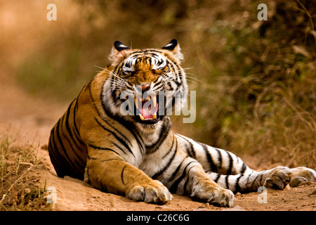 Tiger ululano sulle piste forestali di Ranthambore riserva della tigre Foto Stock