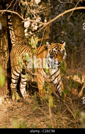 Tiger marcatura a spruzzo di un albero in Ranthambhore Foto Stock