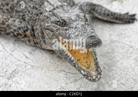 Coccodrillo cubano (Crocodylus rhombifer) in un allevamento di cavalli, Cienaga de Zapata, Cuba, Foto Stock