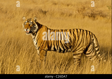 Tiger muovendosi sulle erbe secche secco del bosco di latifoglie di Ranthambore riserva della tigre di sunrise Foto Stock