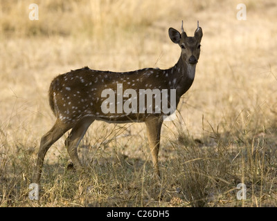 Chital spotted deer, Bandhavgarh India Foto Stock