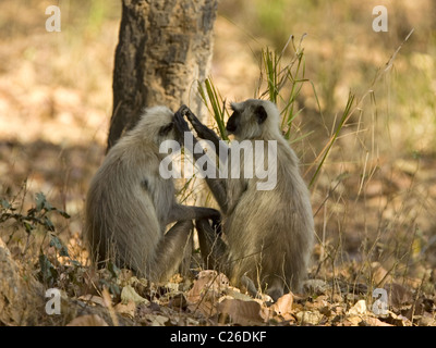 Le pianure del nord grigio scimmie langur toelettatura Foto Stock