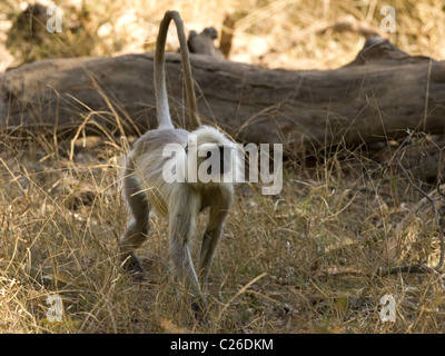 Le pianure del nord grigio scimmia langur Foto Stock