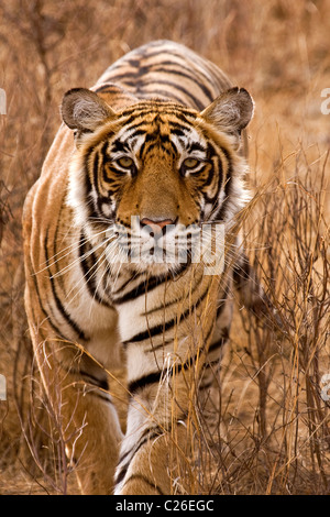 Alert tiger stalking sulla testa di erbe secche secco del bosco di latifoglie di Ranthambore riserva della tigre Foto Stock
