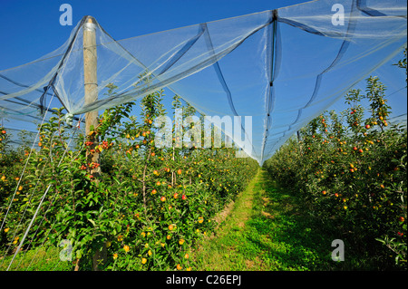 A Swiss apple orchard con grandine reti di protezione. Un crab apple il polline-la produzione di albero è piantato alla fine della fila. Foto Stock