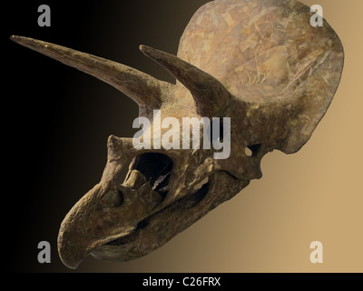 Cranio fossile di dinosauro su uno sfondo marrone Foto Stock