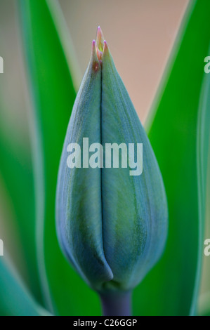 Un singolo tulip bud nella primavera del Regno Unito Foto Stock