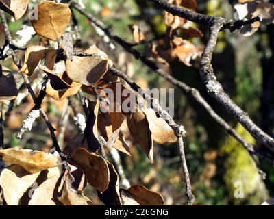 Molte foglie secche in una quercia Foto Stock