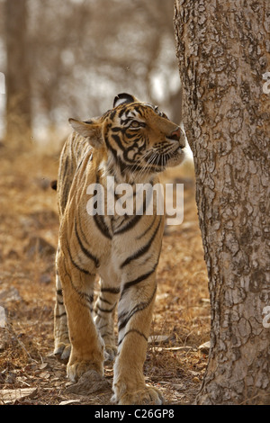 Tiger marcatura a spruzzo una roccia in Ranthambore Foto Stock