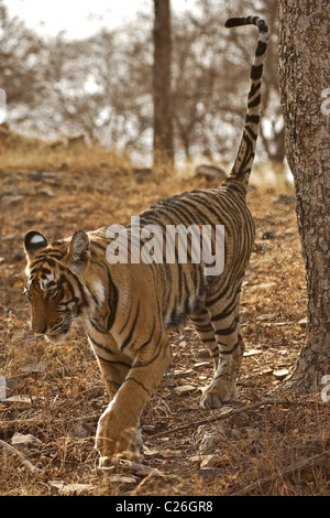 Tiger marcatura a spruzzo di un albero in Ranthambore Foto Stock