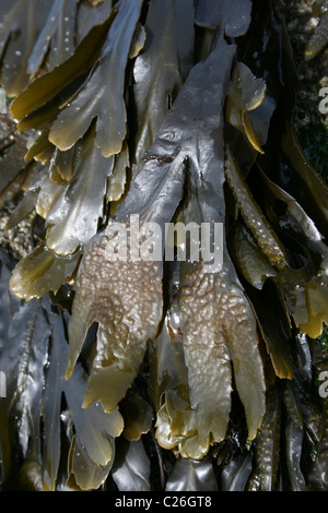 Dentato (a.k.a. Dentellato) Wrack Fucus serratus sulla sponda inferiore di Hilbre Island, il Wirral, Merseyside, Regno Unito Foto Stock