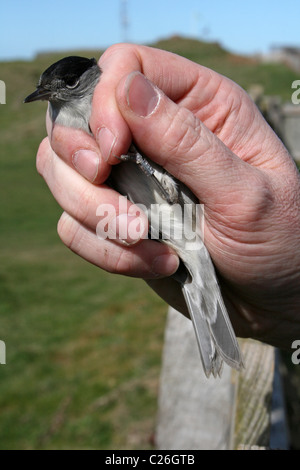 Voce maschile Capinera Sylvia atricapilla in mano dopo aver inanellato a Hilbre osservatorio ornitologico, Wirral, Regno Unito Foto Stock