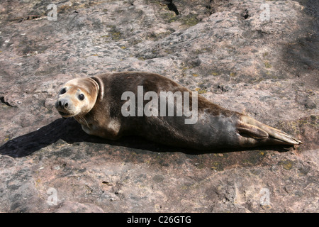 Femmina guarnizione grigia Halichoerus grypus tirata fuori su Hilbre Island, Wirral, Regno Unito Foto Stock