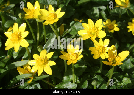 Lesser Celandine Ranunculus ficaria cresce su Hilbre Island, Wirral, Regno Unito Foto Stock