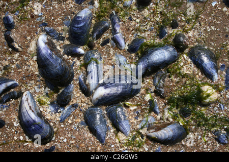 Comuni (a.k.a. Blu) le Cozze Mytilus edulis gusci che giace sulla spiaggia di Hilbre Island, il Wirral, Merseyside, Regno Unito Foto Stock