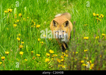 Red Fox baby in esecuzione attraverso il tarassaco Foto Stock