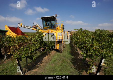 Mietitrebbia su un vigneto di Raimat LLeida Foto Stock