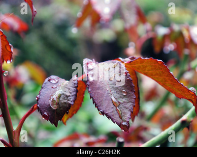 Piano di poche gocce di pioggia in un paio di foglie di rose-boccola Foto Stock