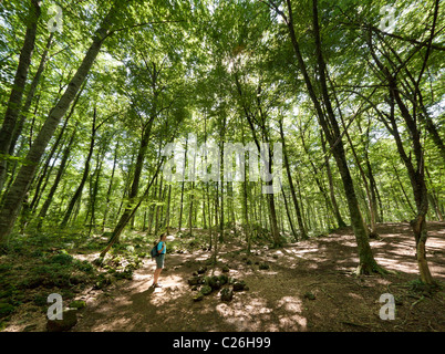 Donna che cammina nel bosco di faggio Fageda d'en Jorda Olot Garrotxa regione Catalunya Spagna Foto Stock