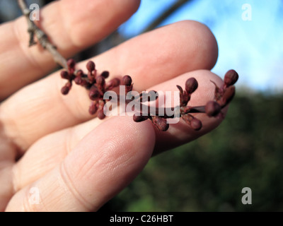 Boccioli di fiore di mandorla su un lato Foto Stock