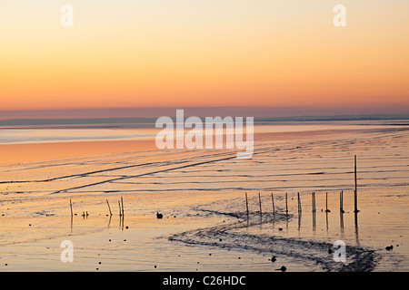 Tramonto sul velme e alimentazione di uccelli di motivi Goldcliff vicino a Newport Gwent Wales UK Foto Stock