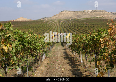 Mietitrebbia su un vigneto di Raimat LLeida Foto Stock