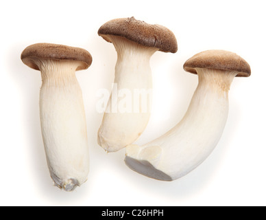 Pleurotus eryngii noto come il re dei funghi Oyster. re tromba di funghi o corno francese fungo. Esso è utilizzato in Foto Stock