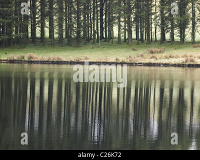 Alberi riflessa nell'acqua, REGNO UNITO Foto Stock