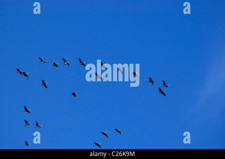 Gru sandhill volare in formazione su North Florida Foto Stock