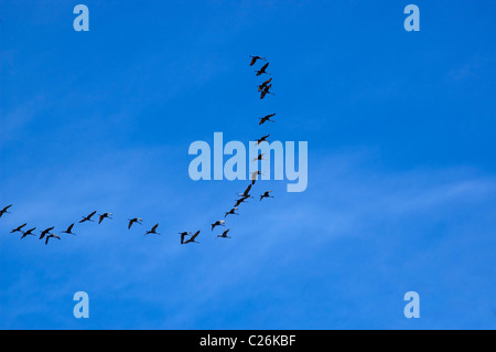 Gru sandhill volare in formazione su North Florida Foto Stock