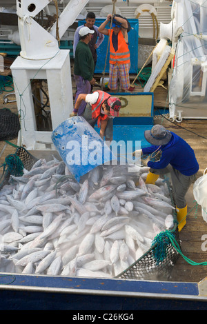 Tonno essendo scaricato dalla barca da pesca, Manta, Ecuador Foto Stock