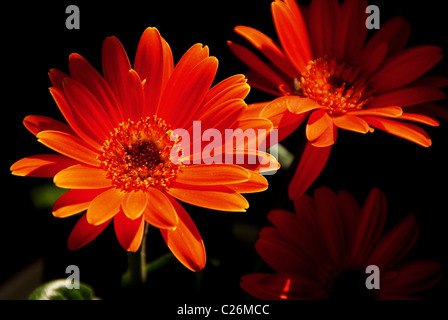 Gerbera rosso illuminato Foto Stock