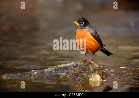 American Robin (Turdus migratorius migratorius), sottospecie orientali Foto Stock